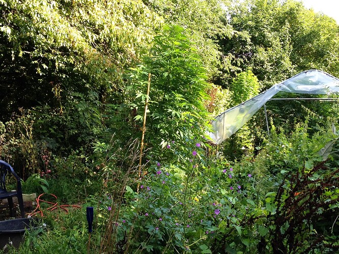 Growreport Bild 32