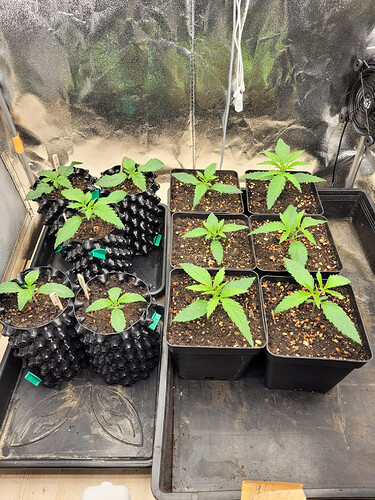 Growreport Bild 9