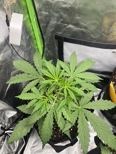 Growreport Bild 56