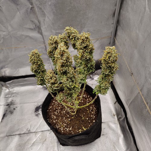 Growreport Bild 34