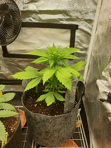 Growreport Bild 4