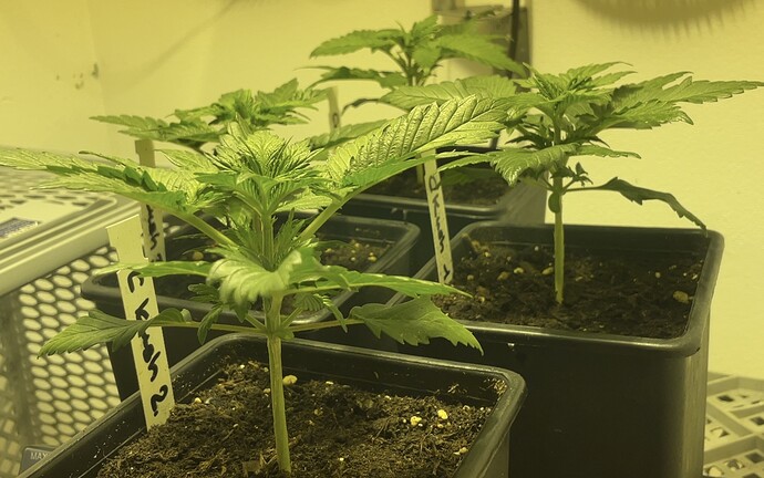 Growreport Bild 8