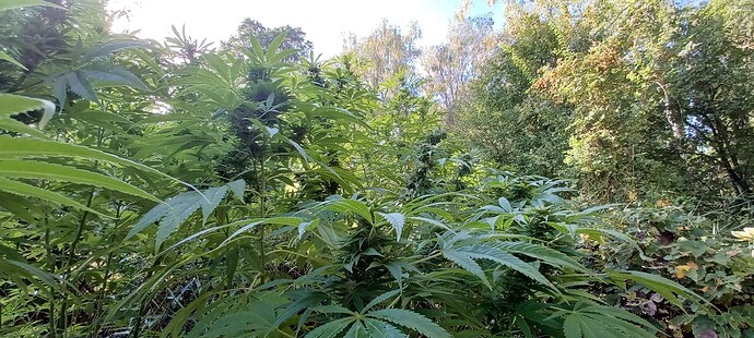 Growreport Bild 8