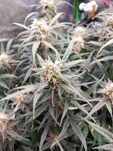 Growreport Bild 5