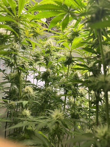 Growreport Bild 7