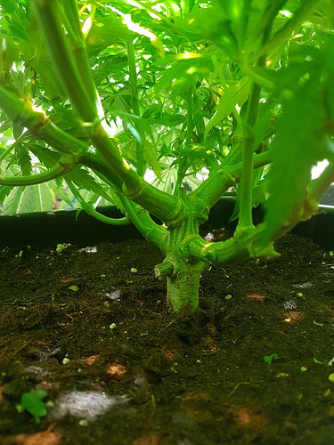 Growreport Bild 5