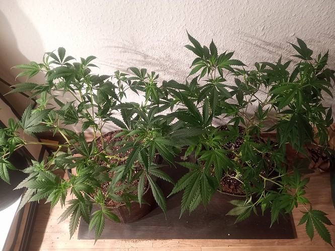 Growreport Bild 34
