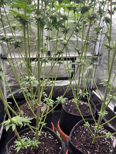 Growreport Bild 4