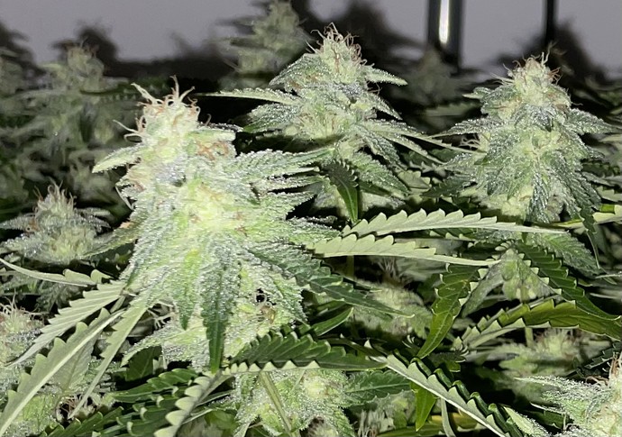 Growreport Bild 7
