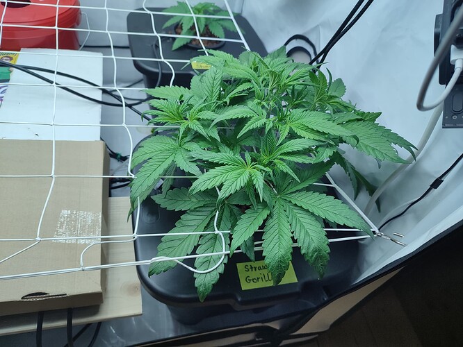 Growreport Bild 4