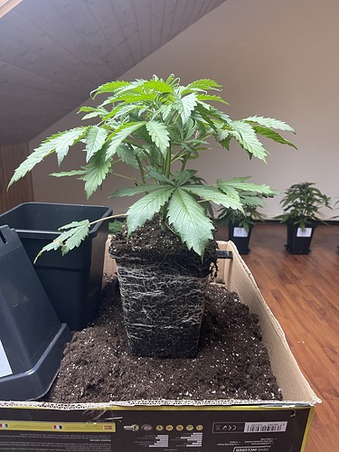 Growreport Bild 21