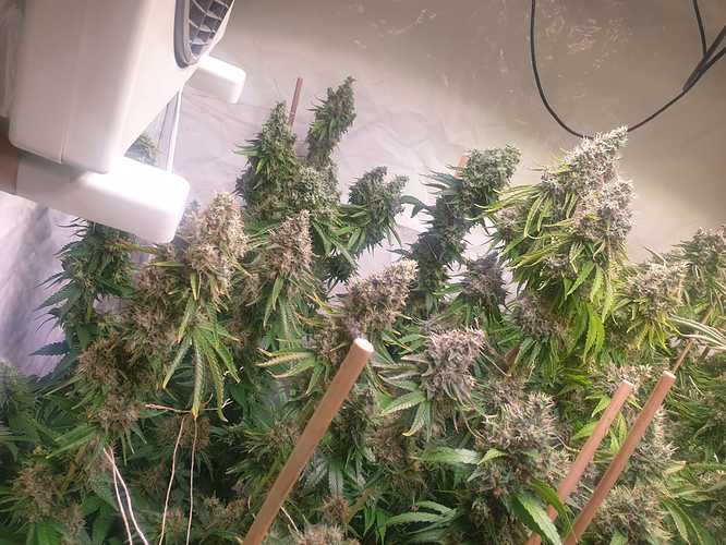 Growreport Bild 9
