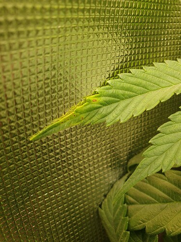 Growreport Bild 9