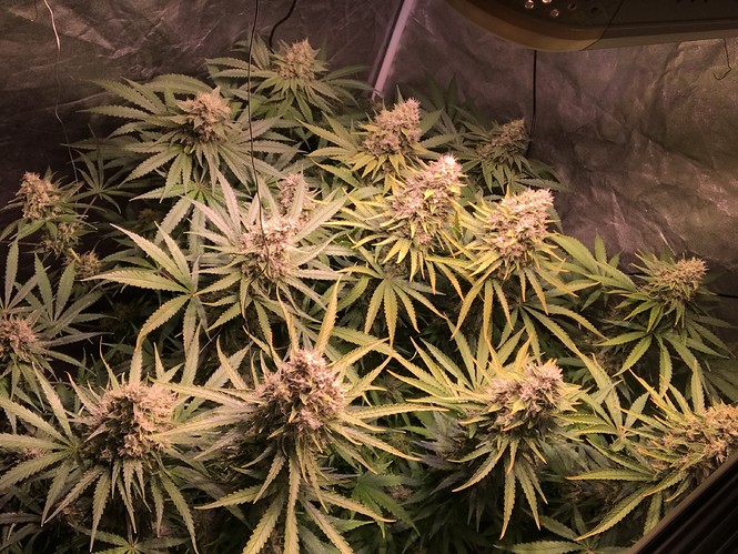 Growreport Bild 2