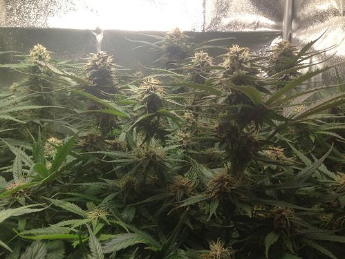 Growreport Bild 7