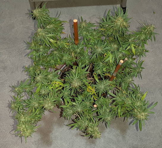 Growreport Bild 5