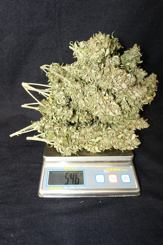 E27 Report: "The 2nd Chance": Amnesia + #41 CBD + Super Skunk AUTOs