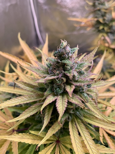 Growreport Bild 3