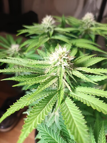 Growreport Bild 18