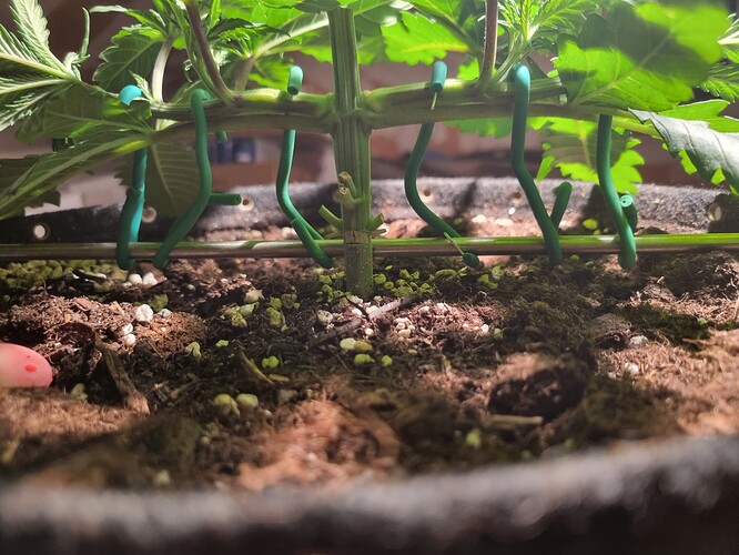 Growreport Bild 3