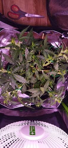 Growreport Bild 60