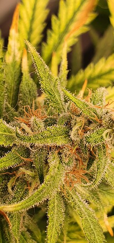 Growreport Bild 20