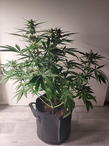 Growreport Bild 5