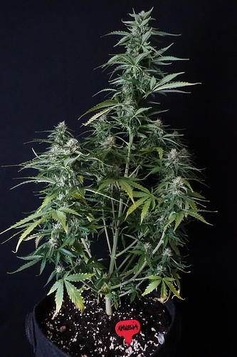Growreport Bild 4