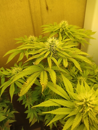 IMG_20201206_094711_1