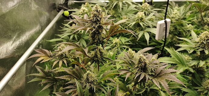 Growreport Bild 1