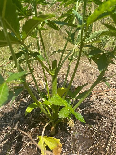 Growreport Bild 4