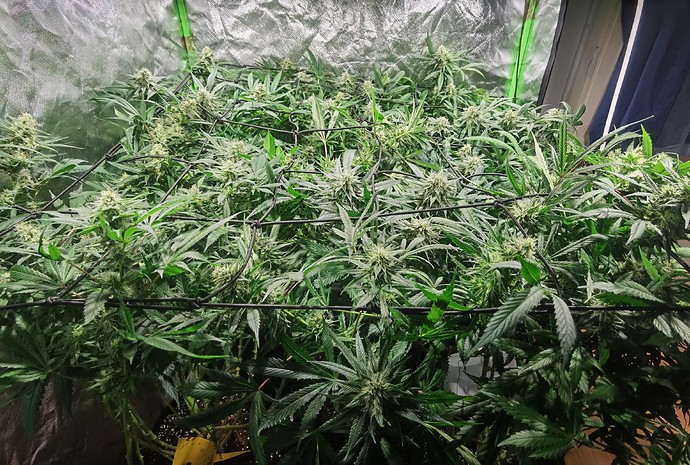 Growreport Bild 3