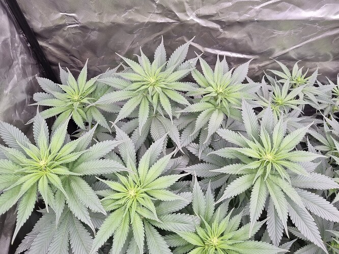 Growreport Bild 19