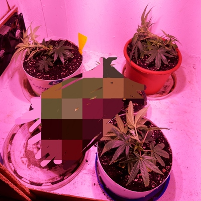Growreport Bild 1