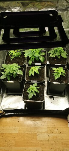 Growreport Bild 21