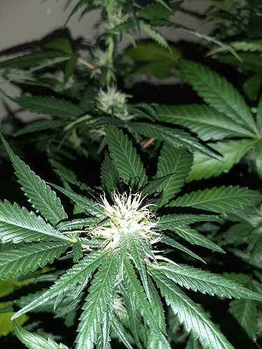Growreport Bild 3