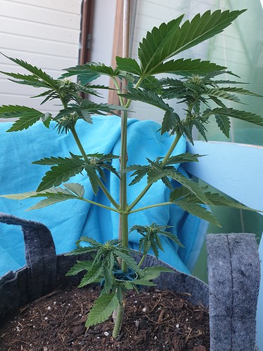 Growreport Bild 6