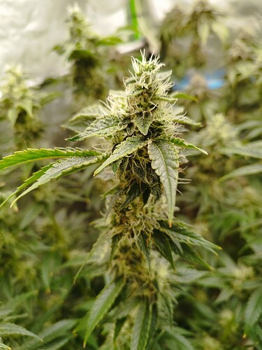 Growreport Bild 10