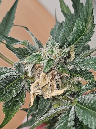Growreport Bild 22
