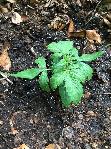 Growreport Bild 3