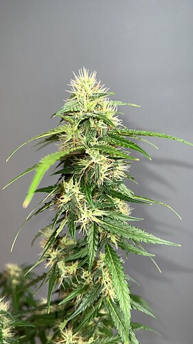 signal-2022-10-24-210036_004