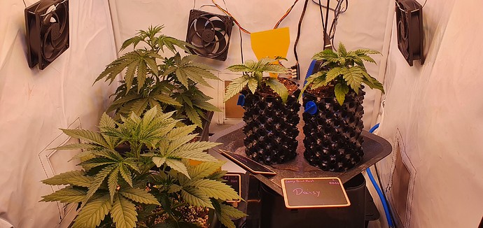 Growreport Bild 1