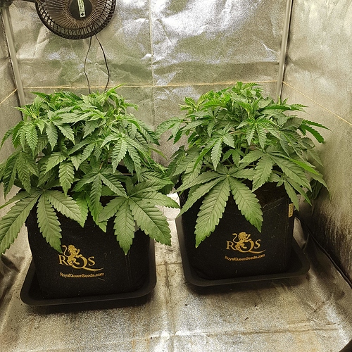 2350994_royal-queen-seeds-triple-g-grow-journal-by-marcxlroyal-queen-seedstriple-g