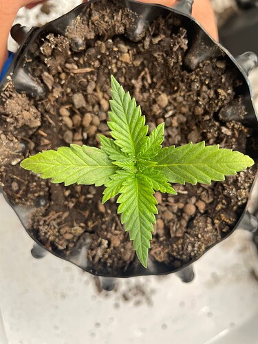 Growreport Bild 4