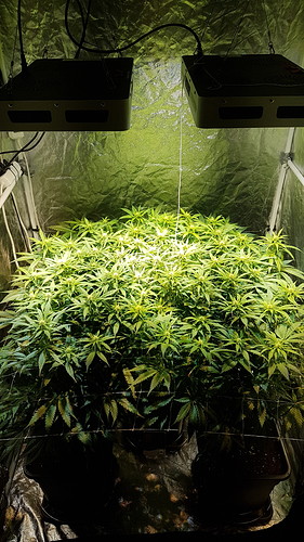 Growreport Bild 1