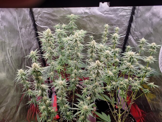 Growreport Bild 32
