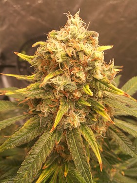 Growreport Bild 18