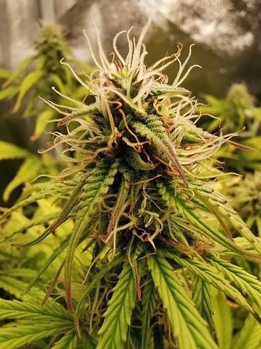 Growreport Bild 6