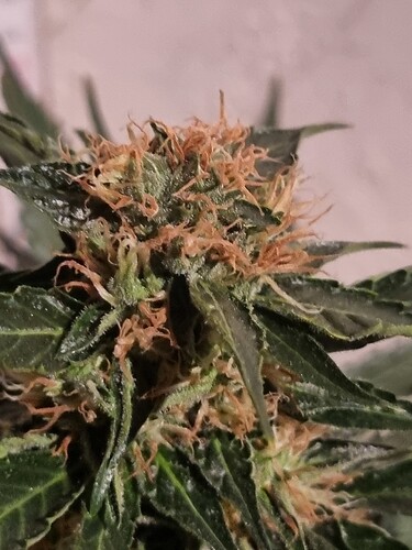 Growreport Bild 5