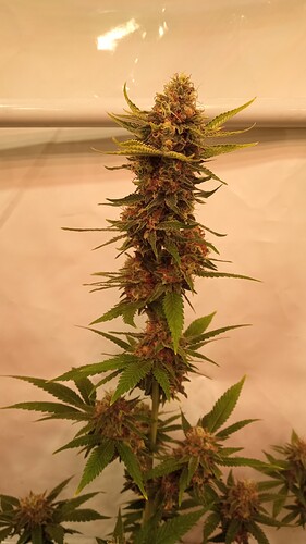 Growreport Bild 7